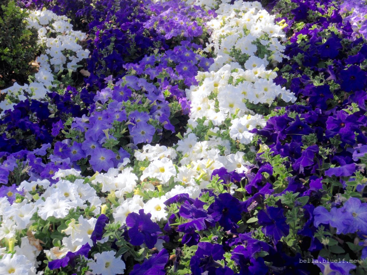 Beautiful carpet of purple and white flowers.