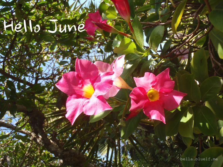 June and New Blog Layout
