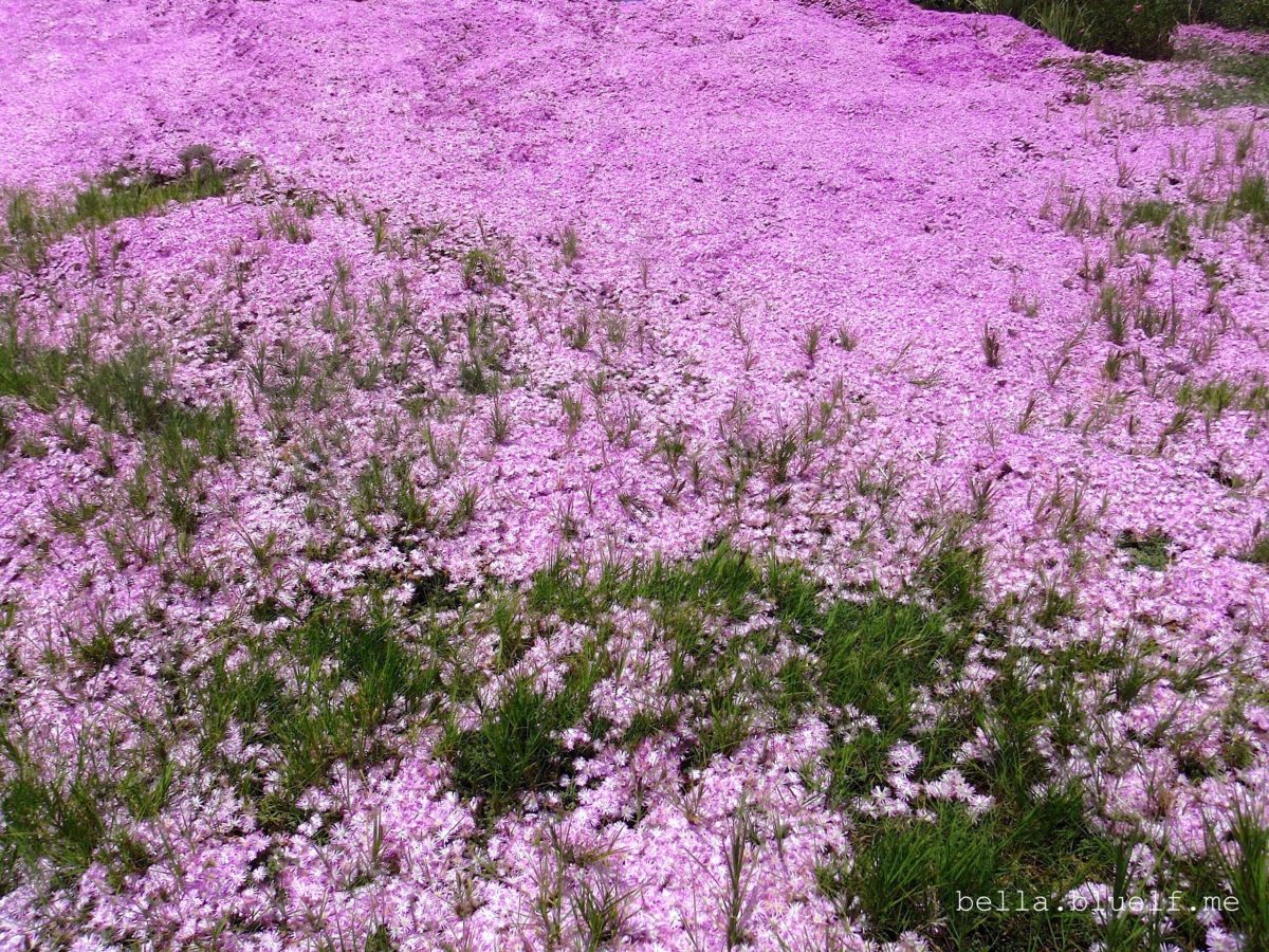 Pink dreamy flowers sprout forth ...