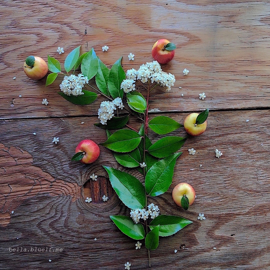 flat lay of mini gala apples with green leaf branches and delicate white flowers