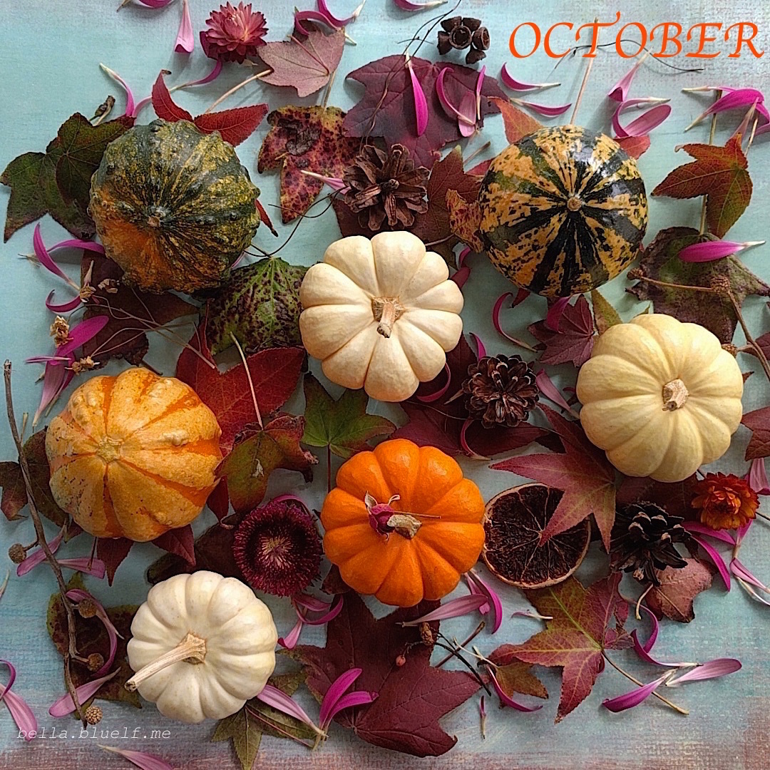 2019 October flat lay of small pumpkins and dried flowers