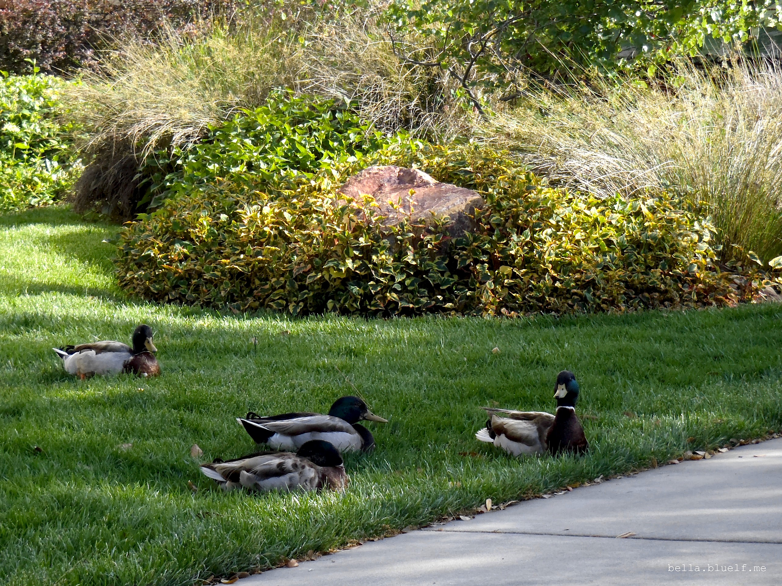 Barona ducks in the garden 3 - 2015 photo by Rhônya Holman for bella.bluelf.me