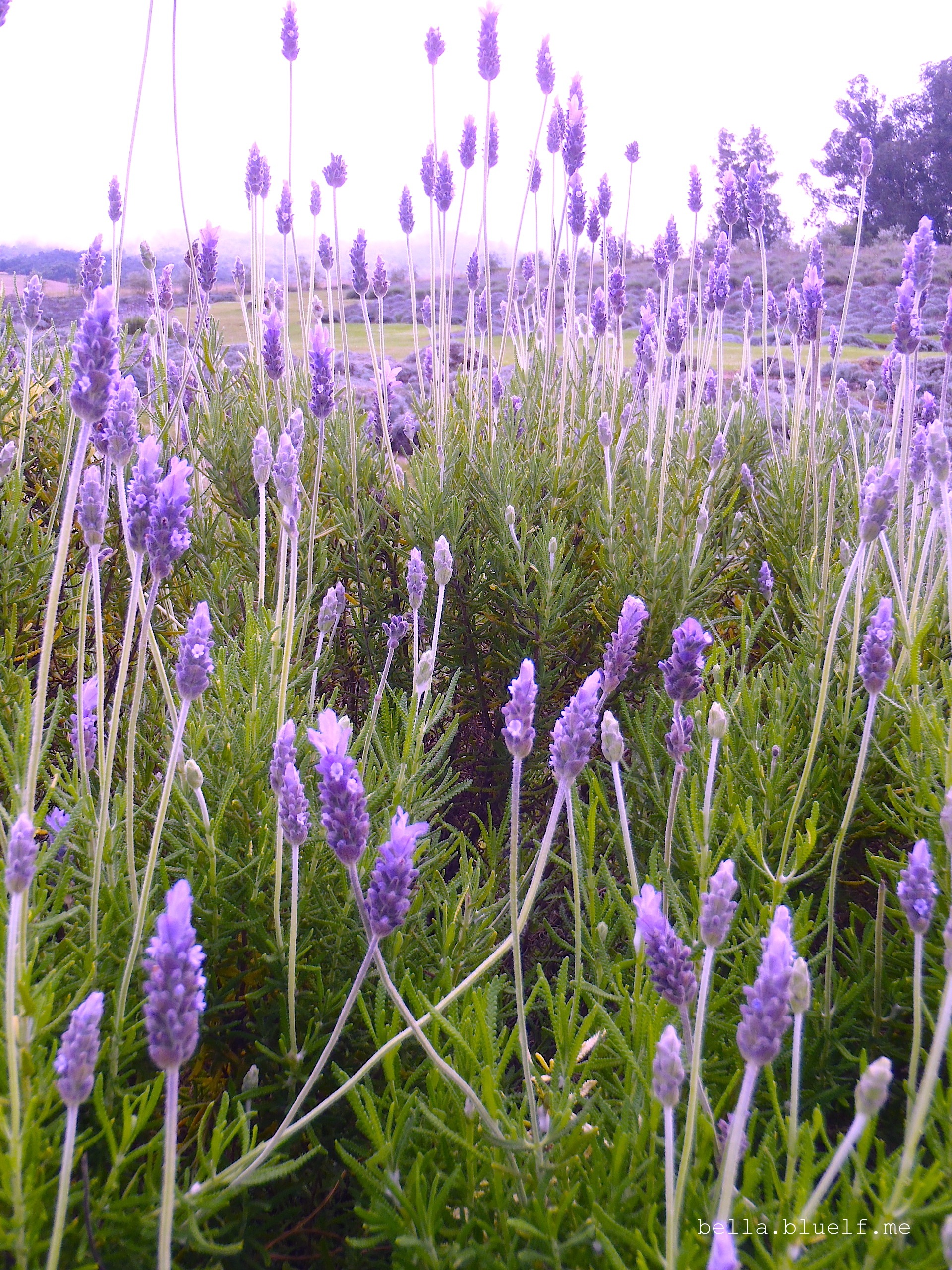 Lavender Fields 2015 - photo 3 by Rhônya Holman for bella.bluelf.me