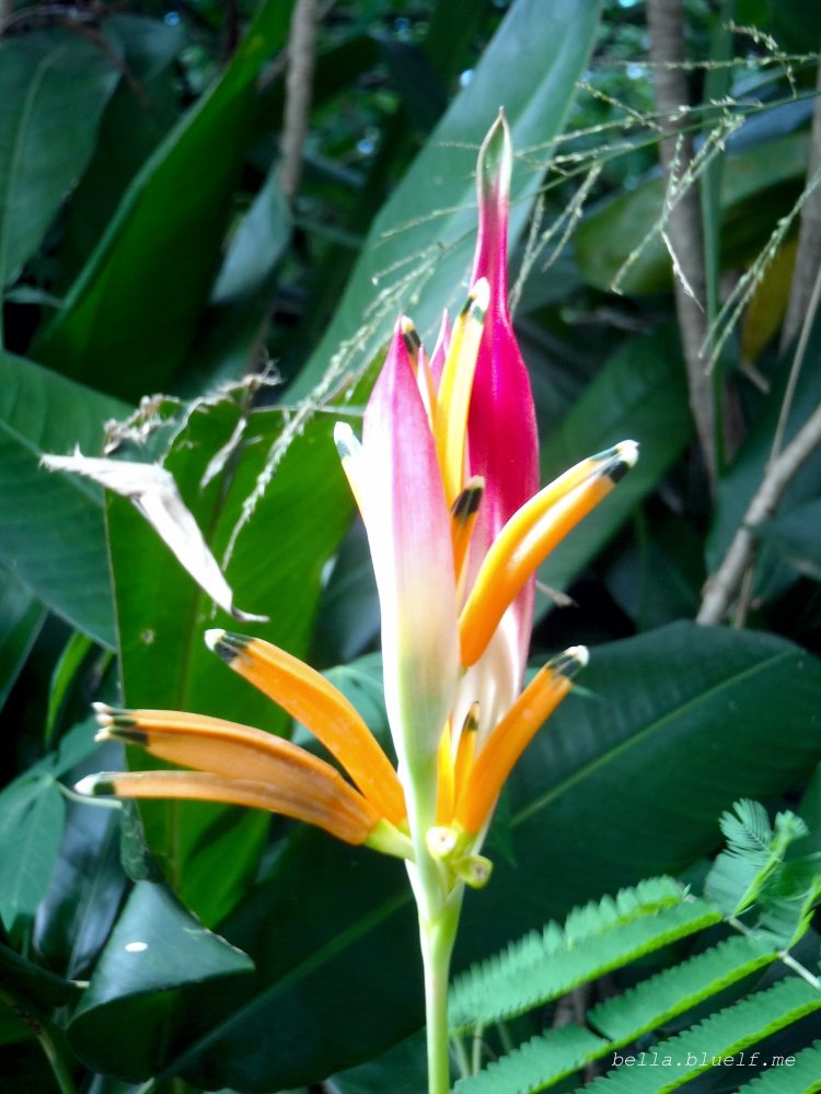 Maui Flower 6 - photo by Rhônya Holman for bella.bluelf.me