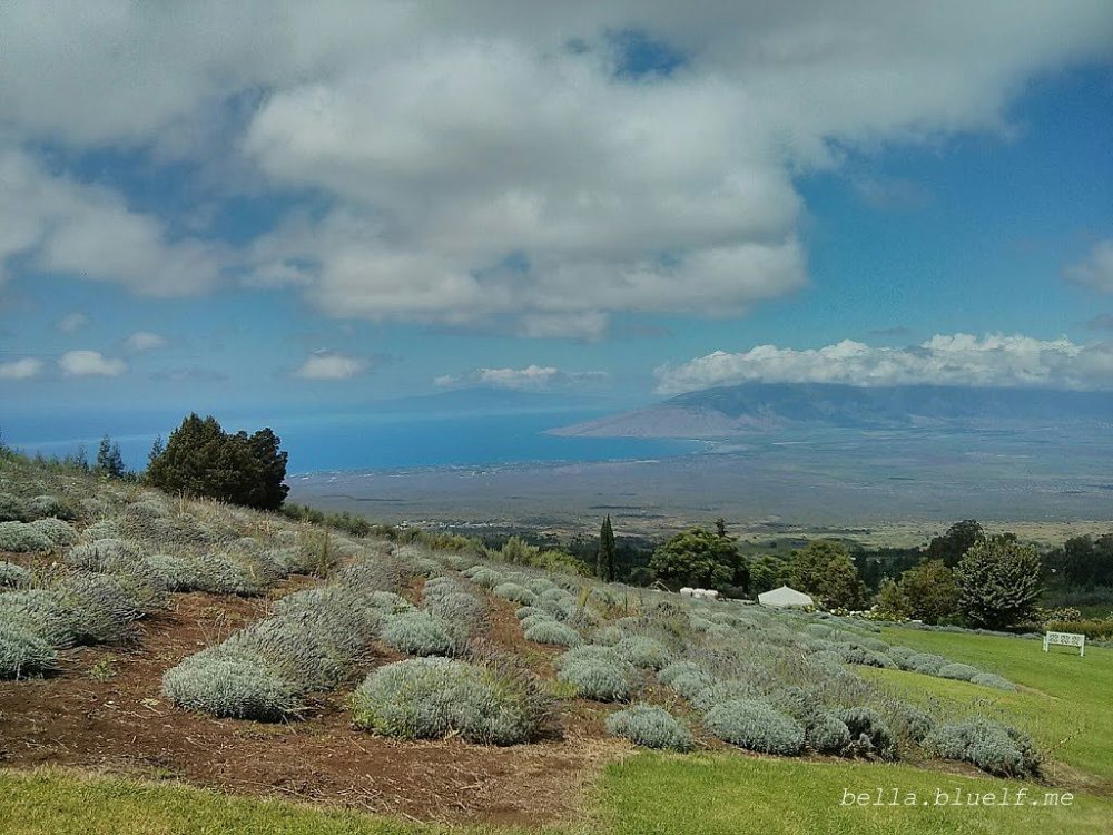 Maui - Lavender Fields 7 photo by Rhônya Holman for bella.bluelf.me