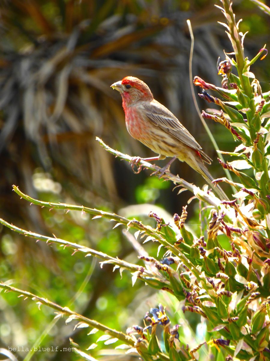 Songbird on a branch