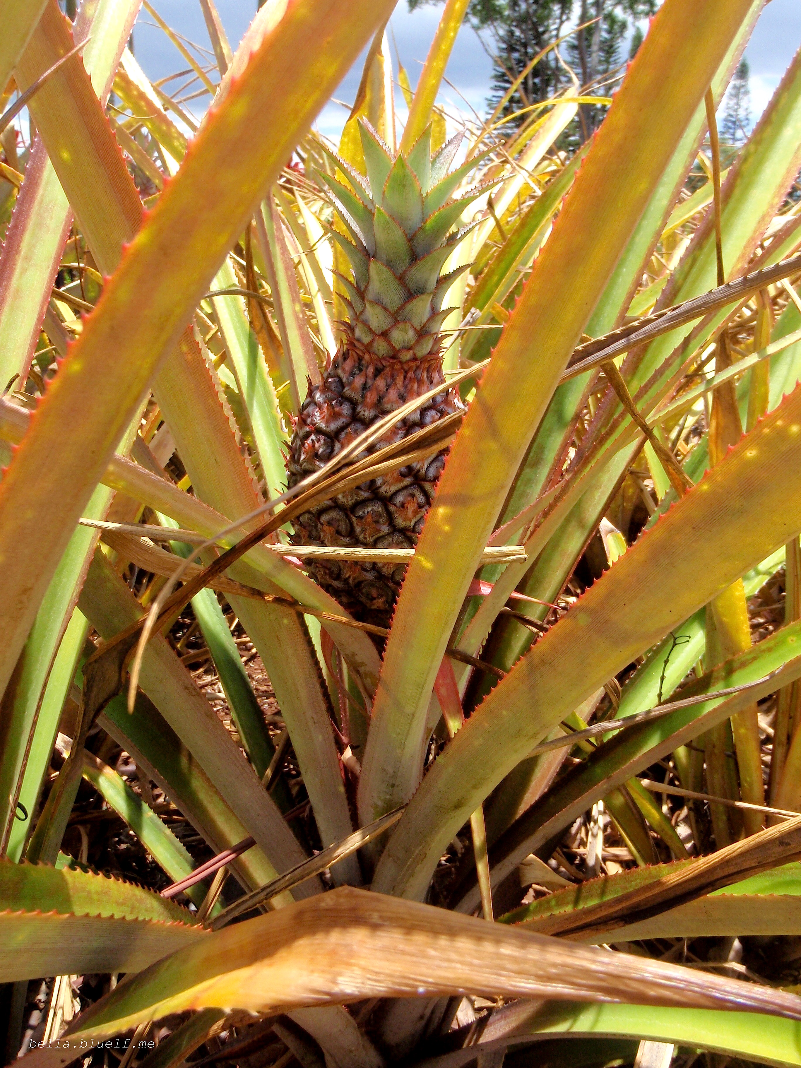 Pineapple - 2014 photo 7 by Rhônya Holman for bella.bluelf.me