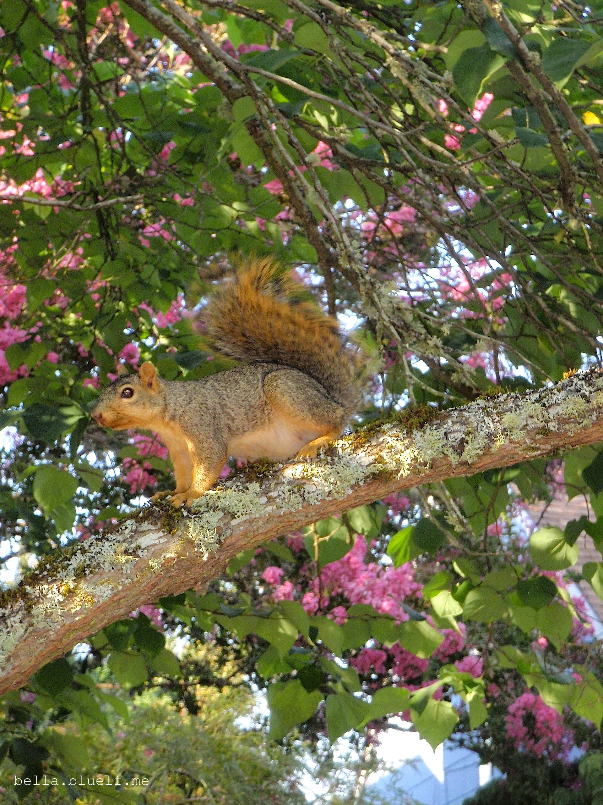 Squirrel on the tree 2015 - photo 2 by Rhônya Holman for bella.bluelf.me