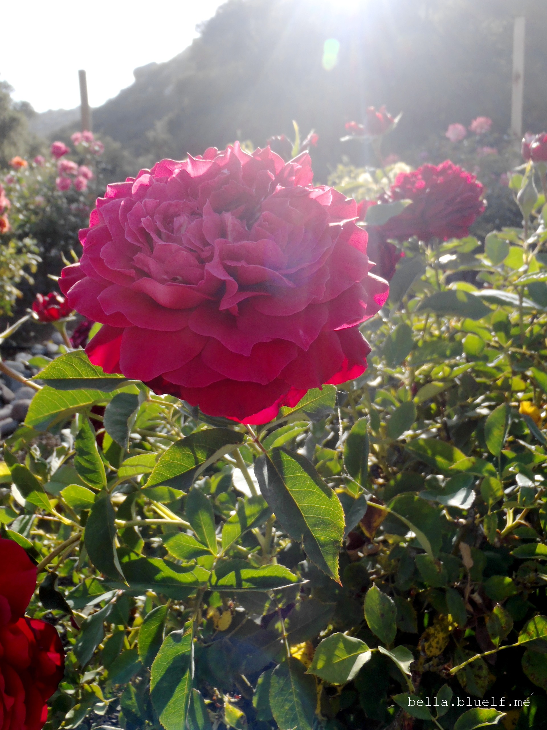 Sun Kissing Red Rose 2 - 2015 photo by Rhônya Holman for bella.bluelf.me